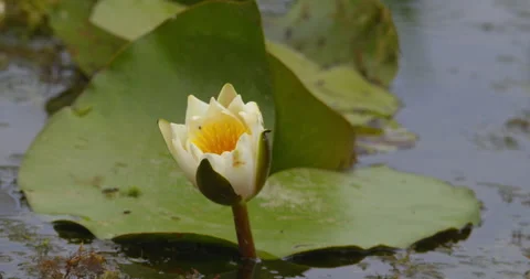 Close up shot of opening bud of beautiful white water lily Video stock 262554259