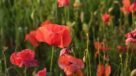 Close up shot of oppy in a field at sunset, 4K Stock Footage 111448278
