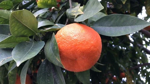 Close Up Shot of an Orange and leafs on a Tree Stock Footage 100405647