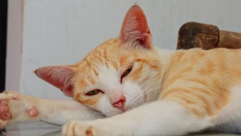 Close-up shot of orange and white cat resting lazily with half-open eyes Stock-Footage 345207444