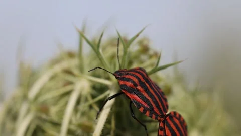 Close up shot of orange colored Fire bug with black stripes resting on Stock Footage 248112346