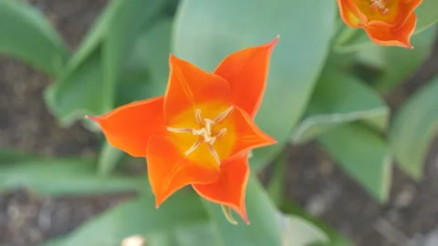A close up shot of an orange flower centre with stigma. Stock Footage 267886870