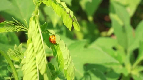 Close up shot of orange ladybug with black spots is walking among the leaves Stock Footage 159662345