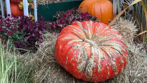 A close-up shot of a orange pumpkin on a bed of straw, Halloween Stock Footage 318616678