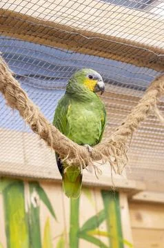 Close up shot of the orange winged amazon parrot. Feathered 스톡 사진