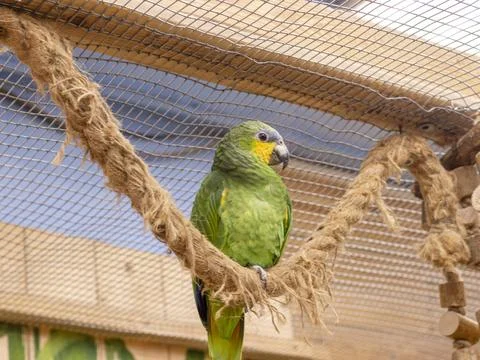 Close up shot of the orange winged amazon parrot. Feathered Stock Photos