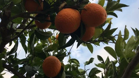 Close Up Shot of Orange's on a Tree Stock Footage 100406106