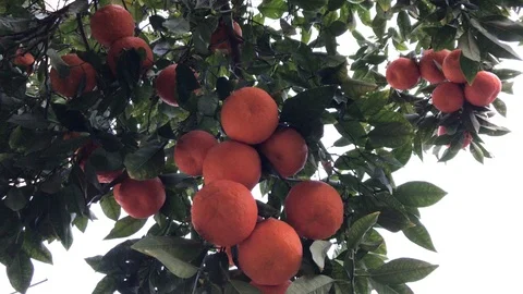 Close Up Shot of Oranges on a Tree Twig with White Background Stock Footage 100406150
