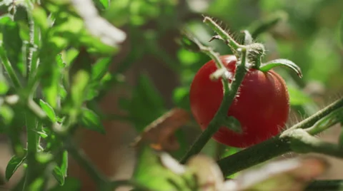 Close up shot of organic tomatoes. Video stock 30445207