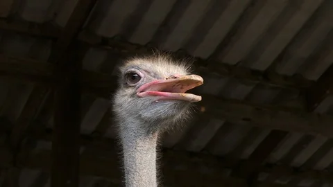 Close up shot of ostrich Stock Footage 104592374