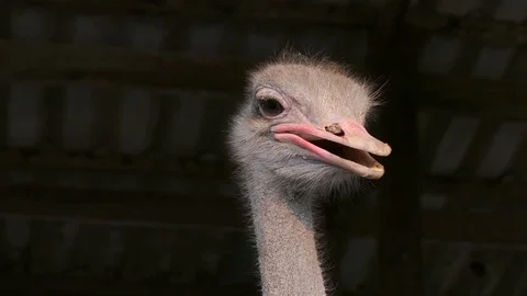 Close up shot of ostrich Stock Footage 104592530