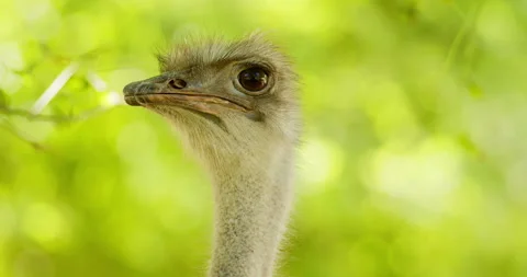 Close up shot of ostrich head Stock Footage 255943567