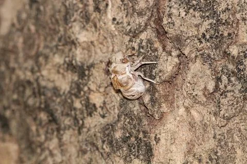 Close-up shot of the outer skin shell of a Cicada sticking to a tree bark. Stock Photos