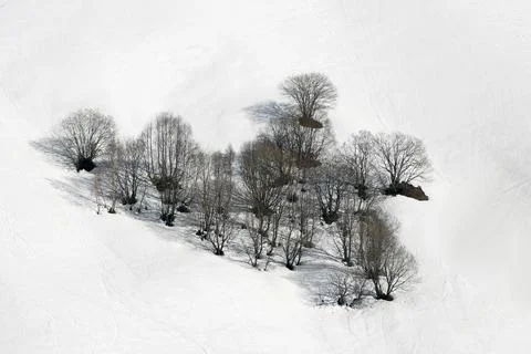 Close up shot over leafless trees, above a snowy mountain and beautiful sno.. Stock Photos