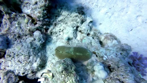 Close up shot over Mushroom Corals underwater while diving in Sharm Stock Footage 265872351