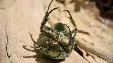 A close-up shot of an overturned rose chafer (Cetonia aurata) Stock Footage 309913973