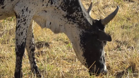 Close up shot of an ox foraging from the grass Stock Footage 107923929