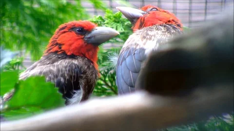 A close-up shot of a pair of Brown-Breasted Barbets cleaning each other Stock Footage 88488447