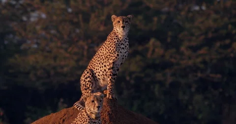 Close up shot of a pair of cheetahs on an ant heap Stock Footage 308677547