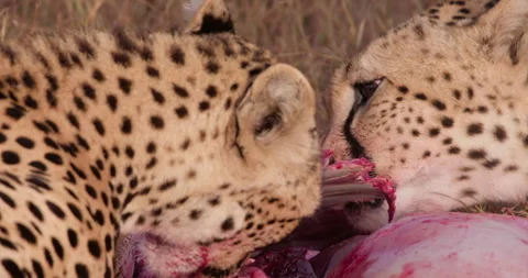 Close up shot of a pair of cheetah's head feasting on a carcass Stock Footage 308675521