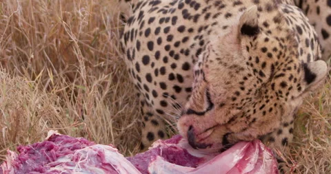 Close up shot of a pair of cheetah's heads consuming on prey Stock Footage 308675725