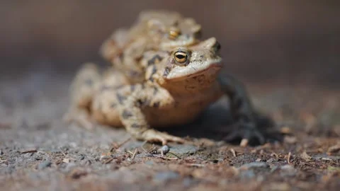 A close-up shot of a pair of mating toads. Bokeh background. Stock Footage 250517508