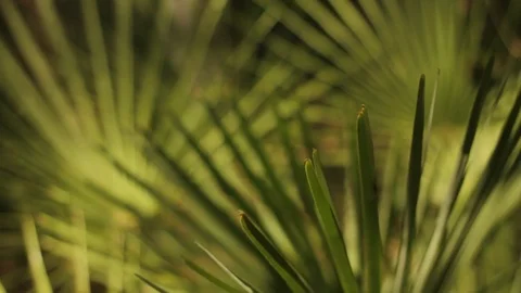 Close-up shot of palm tree Stock-Footage 94420966