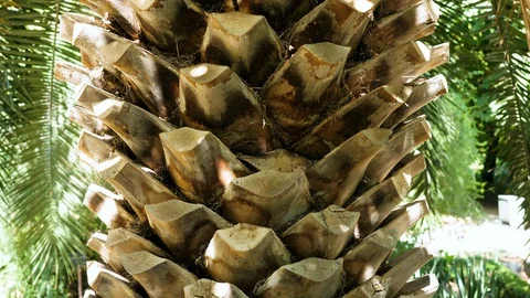 Close-up shot of palm tree growing in Botanical Garden in Madrid. Spain. 4K 库存影片 129299922