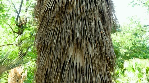 Close-up shot of palm tree growing in Botanical Garden in Madrid. Spain. 4K Video stock 129300453