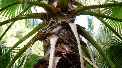 Close-up shot of palm tree growing in Botanical Garden in Madrid. Spain. 4K Stock-Footage 129300681