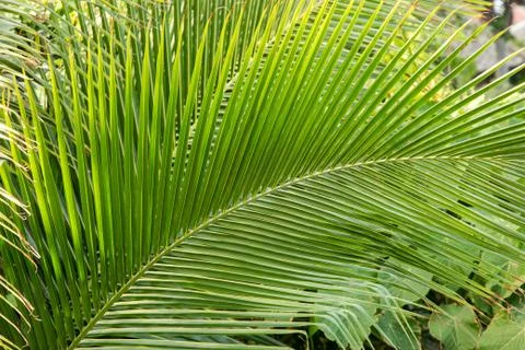 Close-up shot of palm tree leaf Foto stock