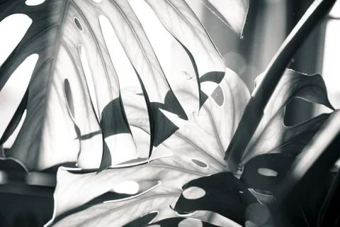 Close up shot of a palm tree leaf Stock Photos