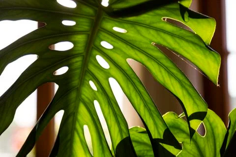 Close up shot of a palm tree leaf Foto stock