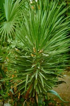 Close-up shot of palm tree with long, sharp leaves arranged in fan-like sha.. 写真素材