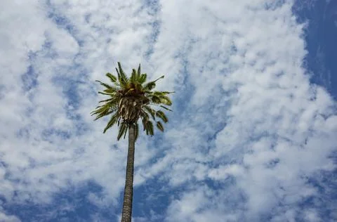 Close up shot of a palm tree Foto stock