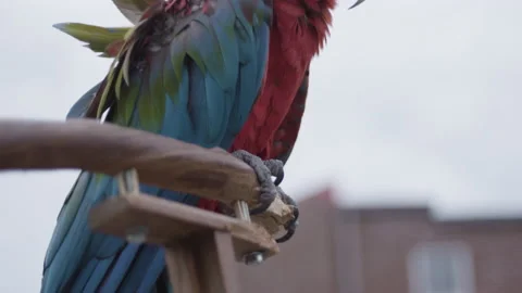 Close up shot panning up and down of parrot sitting on the back of owner's 動画素材 153581493