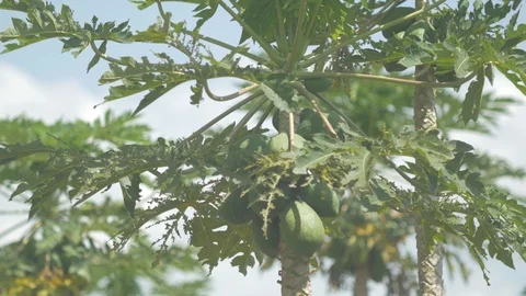 Close up shot of a papaya tree with a tender papaya Stock Footage 109201024