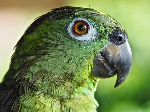 Close up shot of a parrot Stock Photos
