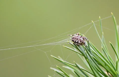 Close-up shot of a patterned brown spider weaving a web on a green plant 스톡 사진