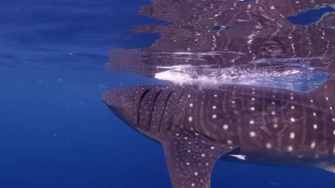 Close-Up Shot Of Patterned Large Whale Shark Swimming With Pups Underwater - Stock Footage 166280704