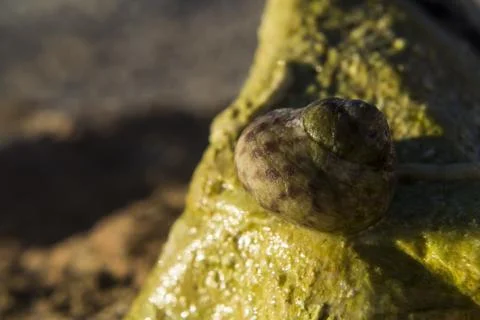 Close up shot of a patterned snail shell on a green slimy rock Stock Photos