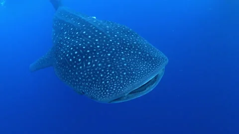 Close-Up Shot Of Patterned Whale Shark Swimming In Sea - Isla Mujeres, Mexico Stock Footage 166277662