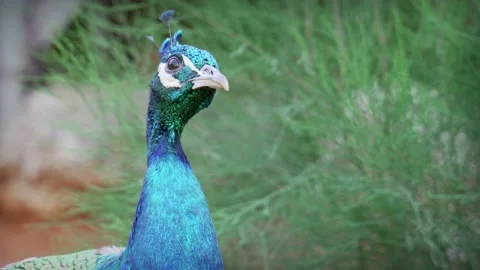 Close up shot of a peacock head Stock Footage 141080380