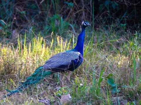 A close up shot of a peacock Stock Photos