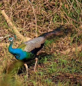 A close up shot of a peacock Stock Photos