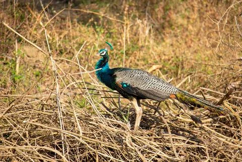 A close up shot of a peacock Stock Photos