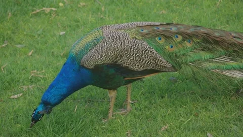 Close up shot of peacock walking on grass Stock-Footage 159680869