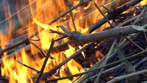 A close up shot of a people make bonfire at a tropical, chiang mai thailand Stock Footage 88770488