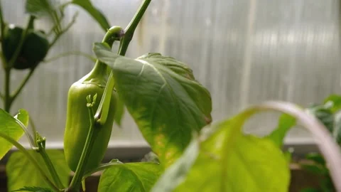 Close-up shot. Pepper grows in a greenhouse in summer Stock Footage 196834629