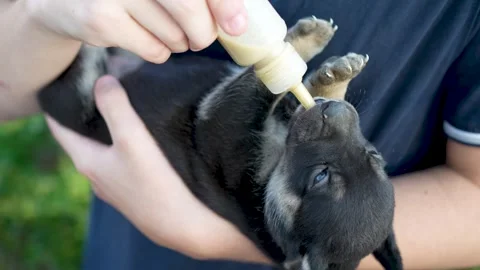 Close up shot of a person cradling a tiny newborn puppy in their arms and b.. Видео 340124694